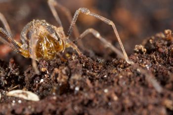 Media type: image;   Invertebrate Zoology 49771